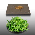 500 graines � semer - le grenier dabondance - roquette - eruca sativa