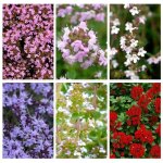 500 graines de thym rampant vivace couvre - sol aromatique non - ogm r�sistant s�cheresse pour jardin ...