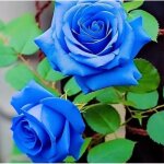 500 pi�ces graines de rose bleu rosiers � planter exterieur graines fleurs � semer graine de fleurs de ...