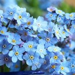500pcs graines de fleurs vivaces myosotis pour jardin ext�rieurd�coration de cour