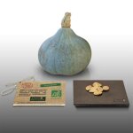 6 graines bio  semer - le grenier dabondance - courge blue ballet - certifi ab - curcurbita maxima