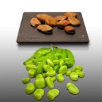 75 grammes  semer - le grenier d abondance - feve d aguadulce - vicia faba