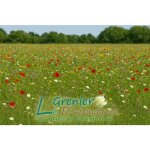 75 grammes � semer - le grenier dabondance - gazon fleuri - lolium perenne