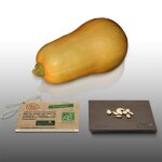 8 graines bio  semer - le grenier d abondance - courge butternut - certifi ab - cucurbita moschata