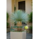 8 graines � semer - le grenier dabondance - yucca rostrata gray green - yucca bec - de - h�ron gris - ...