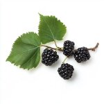 80 graines de m�rier noir (morus nigra) - semisauvage permaculture - graines reproductibles