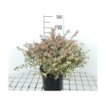 Abelia grandiflora confetti - ablie confetti 25 - 30 cm en pot