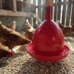 Abreuvoir poules et volailles automatique � suspendre