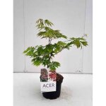 Acer jap. aconitifolium - erable nain du japon erable � feuilles daconit 30 - 40 cm en pot