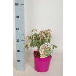 Acer neg. flamingo - erable negundo flamingo �rable du manitoba�rable crevette 40 - 50 cm en pot