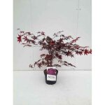 Acer palm. bloodgood - erable du japon �rable palm� bloodgood 50 - 60 cm en pot