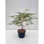 Acer palm. dissectum erable du japon rable palm dissectum