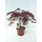 Acer palm. garnet (dissect. garnet) - erable du japon �rable palm� garnet 60 - 80 cm en pot