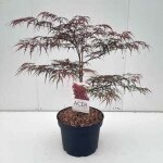 Acer palm. garnet (dissect. garnet) - erable du japon �rable palm� garnet 60 - + cm en pot