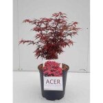 Acer palm. shaina - erable du japon Érable palmé shaina 50 - 60 cm en pot Acer palm. shaina - erable du japon Érable palmé shaina 50 - 60 cm en pot