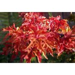 Acer palm. shishigashira - erable du japon �rable palm� shishigashira 60 - 80 cm en pot