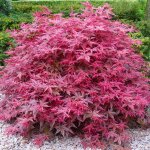 Acer palmatum beni maiko Érable du japon plante de jardin à feuilles caduques arbuste en pot Acer palmatum beni maiko Érable du japon plante de jardin à feuilles caduques arbuste en pot