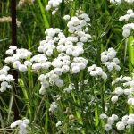 Achill�e ptarmique noblessa