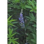 Vitex agnus - castus latifolia - poivre des moines arbre au poivre 30 - 40 cm en pot Vitex agnus - castus latifolia - poivre des moines arbre au poivre 30 - 40 cm en pot