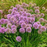 Allium millenium - mat�riel racinaire - 5 pi�ces