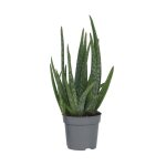Aloe vera - aloe barbadensis - hauteur 25 - 40cm - d105cm