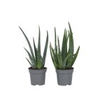 Aloe vera - set de 2 - aloe barbadensis - hauteur 25 - 40cm - d105cm