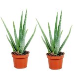 Aloe vera - set de 2 - succulente - pot 105cm - hauteur 25 - 40cm