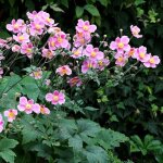 Anemone hupehensis splendens - mat�riel racinaire - 5 pi�ces