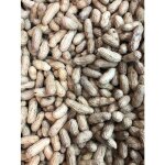 Arachides fraîches 200g - cacahuètes non grillées naturelles Arachides fraîches 200g - cacahuètes non grillées naturelles