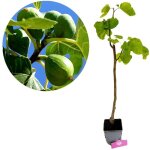 Arbre fruitier - schramas - ficus carica petrelli - autofertile - remontant (double r�colte) - pr�coce ...