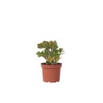 Arbre de jade - crassula ovata hobbit - hauteur 45 - 50cm - d23cm