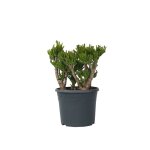 Arbre de jade - crassula ovata hobbit - hauteur 55 - 60cm - d30cm