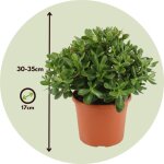 Arbre de jade - crassula ovata minor - hauteur 30 - 35cm - d17cm