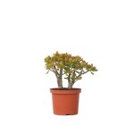 Arbre de jade - crassula ovata sunset - hauteur 30 - 35cm - d17cm