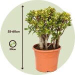 Arbre de jade - crassula ovata sunset - hauteur 55 - 60cm - d30cm