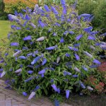Arbre aux papillons buddlia de david empire blue arbuste de jardin parfum 9cm pot