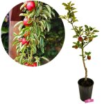 Arbre - schramas - malus domestica ballerina flamenco - pommier colonnaire - pommes rouge fonc� - adapt� ...