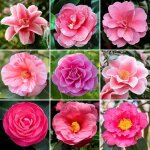 Arbuste camélia rose plante à superbes feuilles persistantes prête à planter jardin extérieur en pot Arbuste camélia rose plante à superbes feuilles persistantes prête à planter jardin extérieur en pot