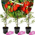 Arbuste - schramas - lycium chinense (goji) - arbuste fruitier - floraison printemps - exposition mi ...