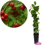 Arbuste - schramas - psidium cattleianum rouge - fruits rouges - feuillage vert fonc� - id�al en pot