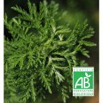 Armoise commune - sans traitement