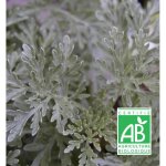 Armoise powis castle - sans traitement