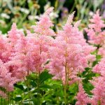 Astilbe arendsii erika - mat�riel racinaire - 5 pi�ces