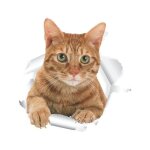 Autocollants 3d chat roux / enfants fond animal stickers muraux bureau / d�co chambre