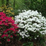 Azalée blanc gardenersdream (1 pièce) - plante arbuste rhododendron japonais - azalee du japon persistante ... Azalée blanc gardenersdream (1 pièce) - plante arbuste rhododendron japonais - azalee du japon persistante ...