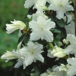 Azalée geisha blanc - plantes vivaces azalee du japon pour jardin & balcon - arbustes à fleurs persistantes ... Azalée geisha blanc - plantes vivaces azalee du japon pour jardin & balcon - arbustes à fleurs persistantes ...