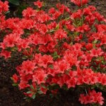 Azalée geisha orange - plantes vivaces azalee du japon pour jardin & balcon - arbustes à fleurs persistantes ... Azalée geisha orange - plantes vivaces azalee du japon pour jardin & balcon - arbustes à fleurs persistantes ...