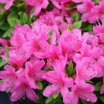 Azalée geisha rose - plantes vivaces azalee du japon pour jardin & balcon - arbustes à fleurs persistantes ... Azalée geisha rose - plantes vivaces azalee du japon pour jardin & balcon - arbustes à fleurs persistantes ...