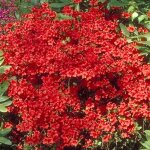 Azalée geisha rouge - plantes vivaces azalee du japon pour jardin & balcon - arbustes à fleurs persistantes ... Azalée geisha rouge - plantes vivaces azalee du japon pour jardin & balcon - arbustes à fleurs persistantes ...
