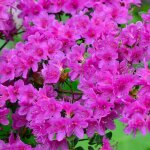 Azalée geisha violet - plantes vivaces azalee du japon pour jardin & balcon - arbustes à fleurs persistantes ... Azalée geisha violet - plantes vivaces azalee du japon pour jardin & balcon - arbustes à fleurs persistantes ...